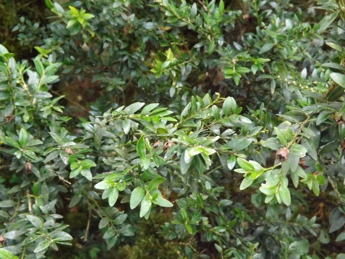 Самшит колхидский