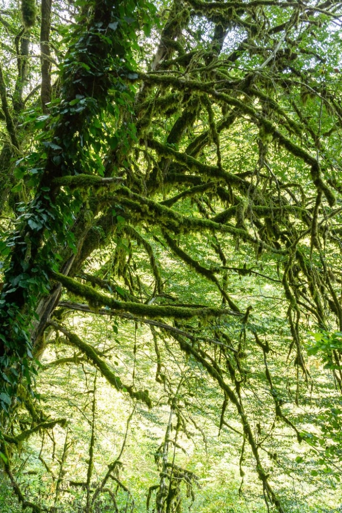 Тисо-самшитовая роща достопримечательности сочи