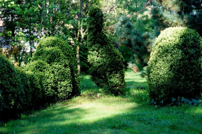 Самшит вечнозеленый