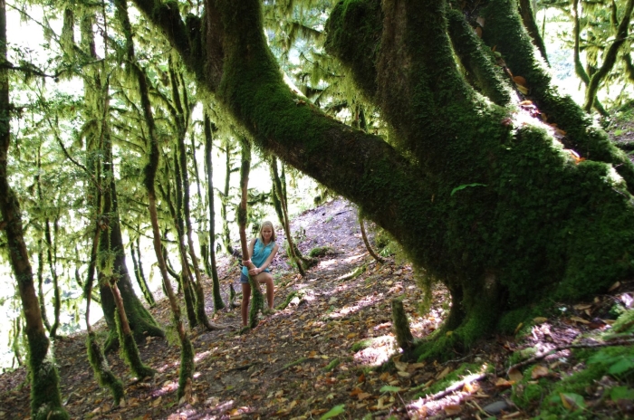 Реликтовый самшитовый лес абхазия