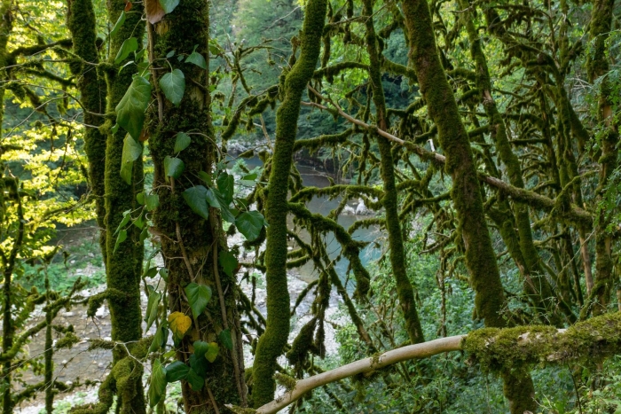 Самшит абхазия самшитовая роща