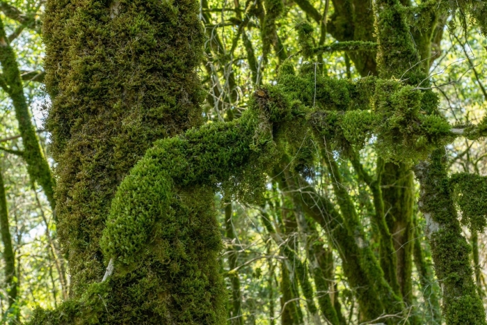 Хостинская тисо-самшитовая роща