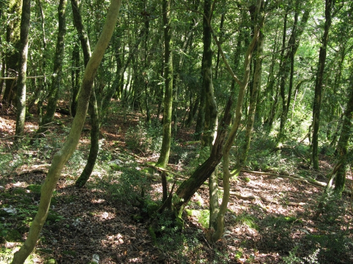 Шервудский лес ноттингемшир