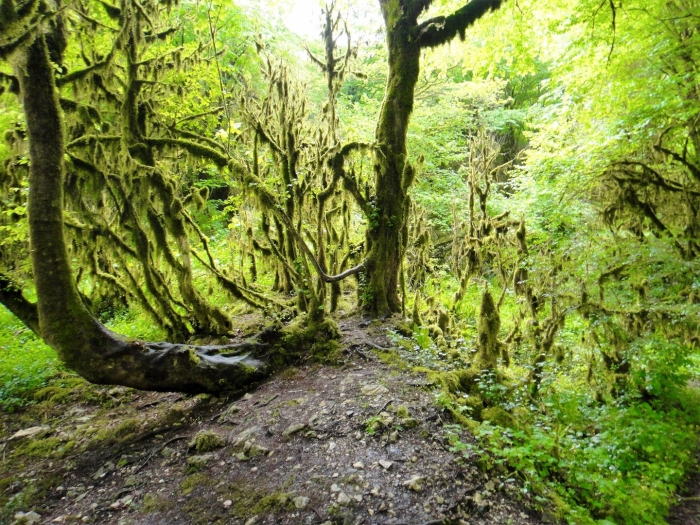 Сказочный самшитовый лес. абхазия.