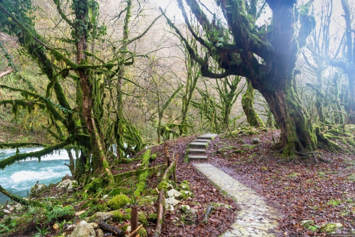 Самшитовые водопады дагомыс