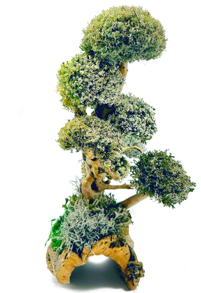 Цетрария дерево декоративное