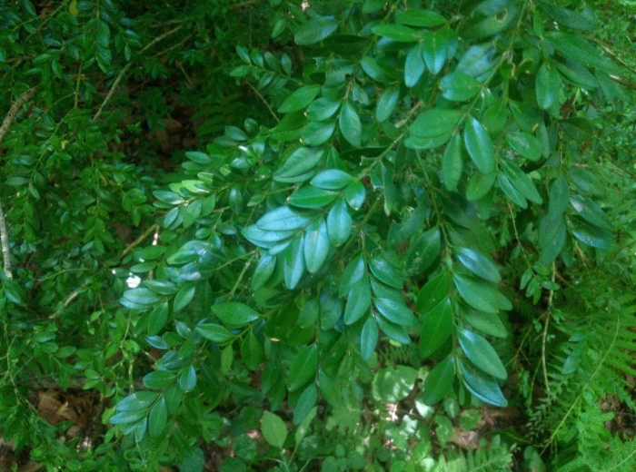 Diospyros mespiliformis