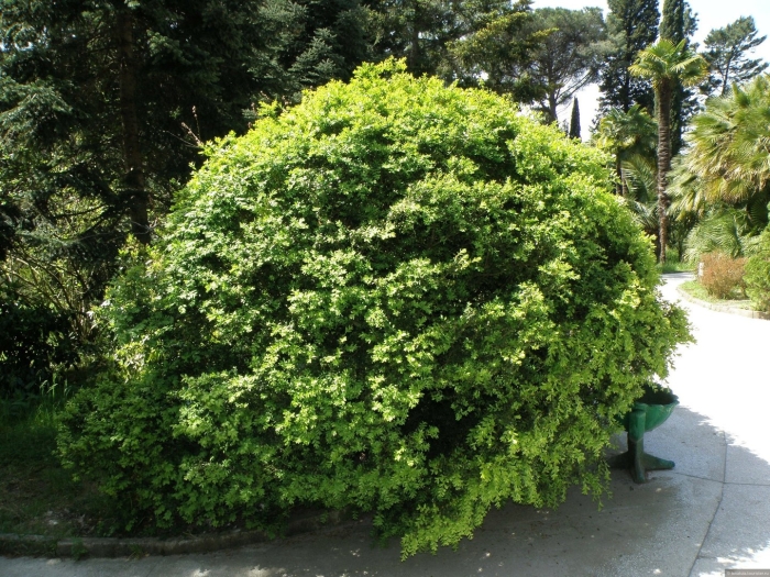 Бересклет японский кустарник