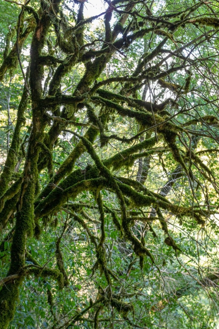 Тисо-самшитовая роща