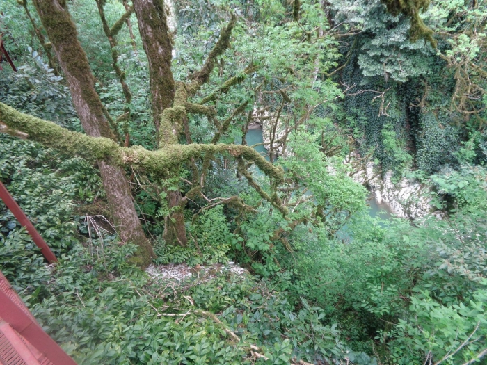 Сочи тисо самшитовая роща