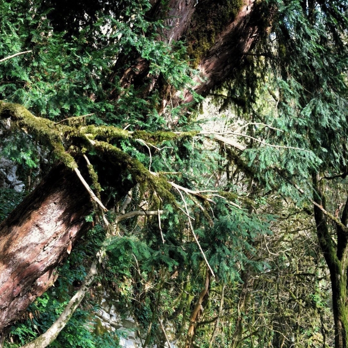 Самшитовые леса абхазия