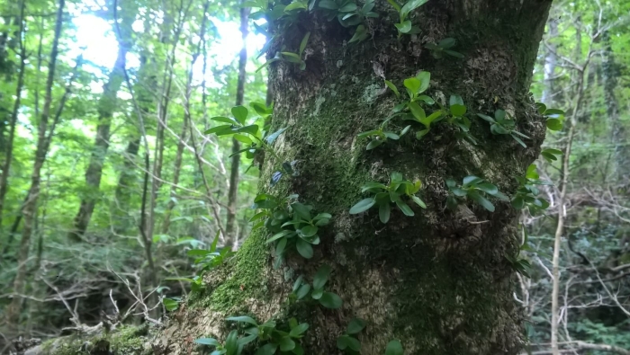 Тисо-самшитовая роща огневка