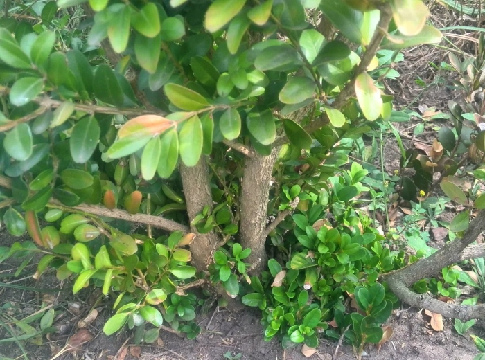 Самшит вечнозеленый дерево