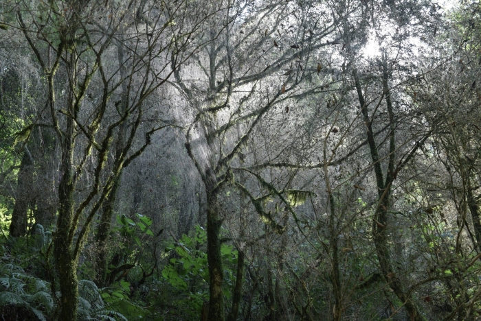 Самшитовая роща пицунда лес