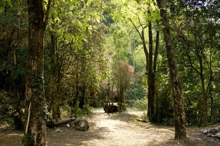 Самшитовая роща в сочи