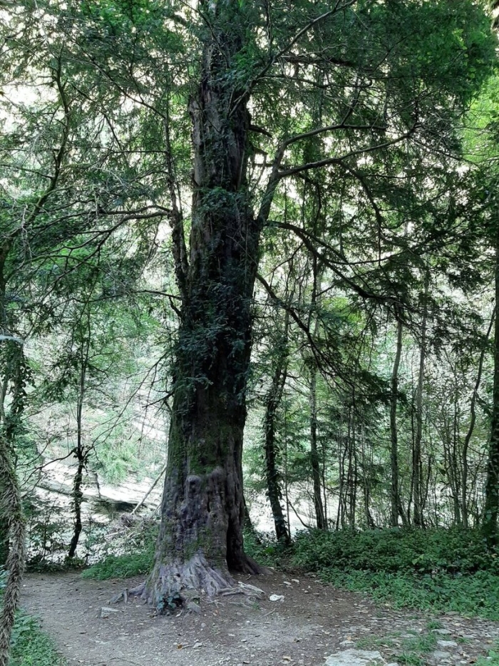 Тисо-самшитовая роща сочи