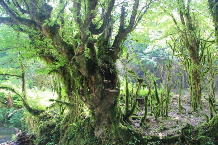 Жоэкварское ущелье абхазия