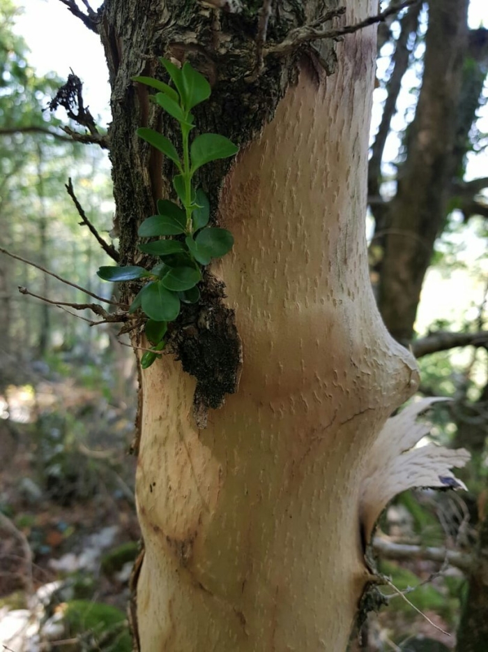 Самшит дерево