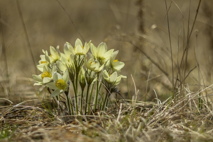 Подснежники прострел уральский