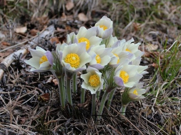Подснежник сибирский прострел