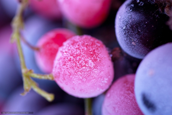 Сиреневые ягоды