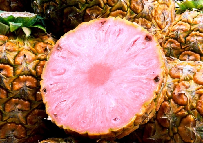 Pink pineapple