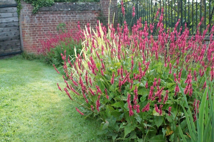 Persicaria amplexicaulis