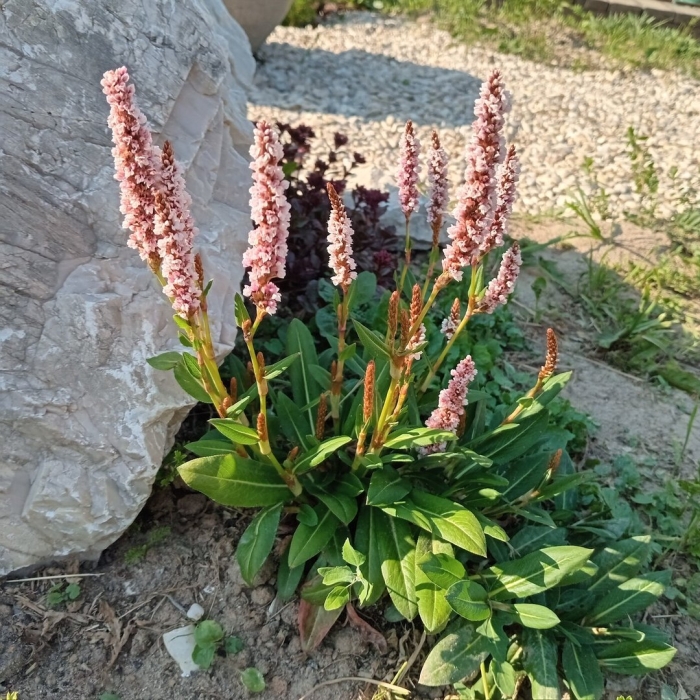 Горец родственный superba