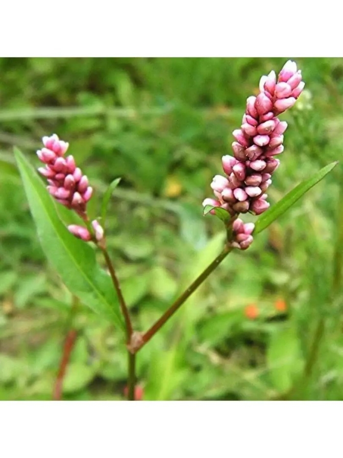 Persicaria lapathifolia