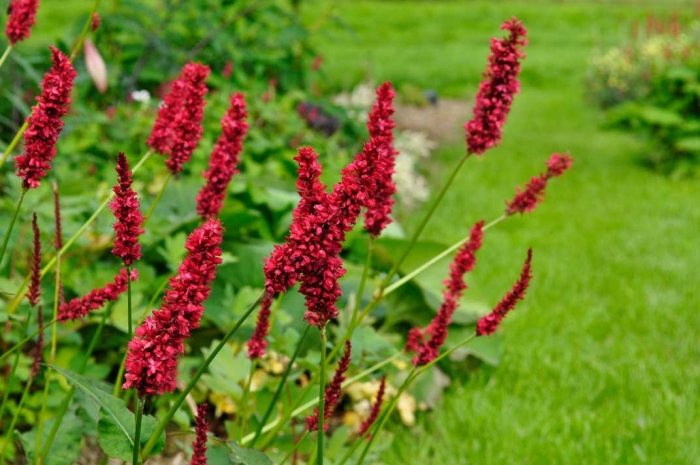 Горец стеблеобъемлющий (persicaria amplexicaulis)