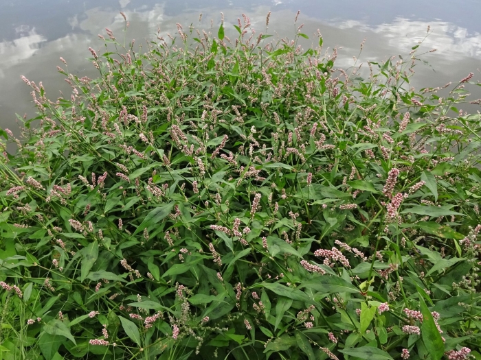 Persicaria nepalensis