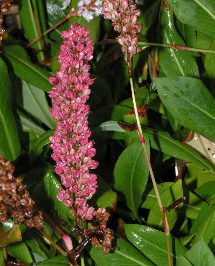 Горец родственный (polygonum affine &#96;daijeerling red&#96;)