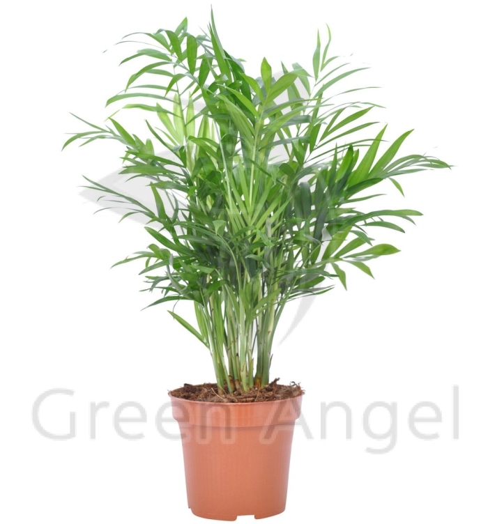 Хамедорея elegans