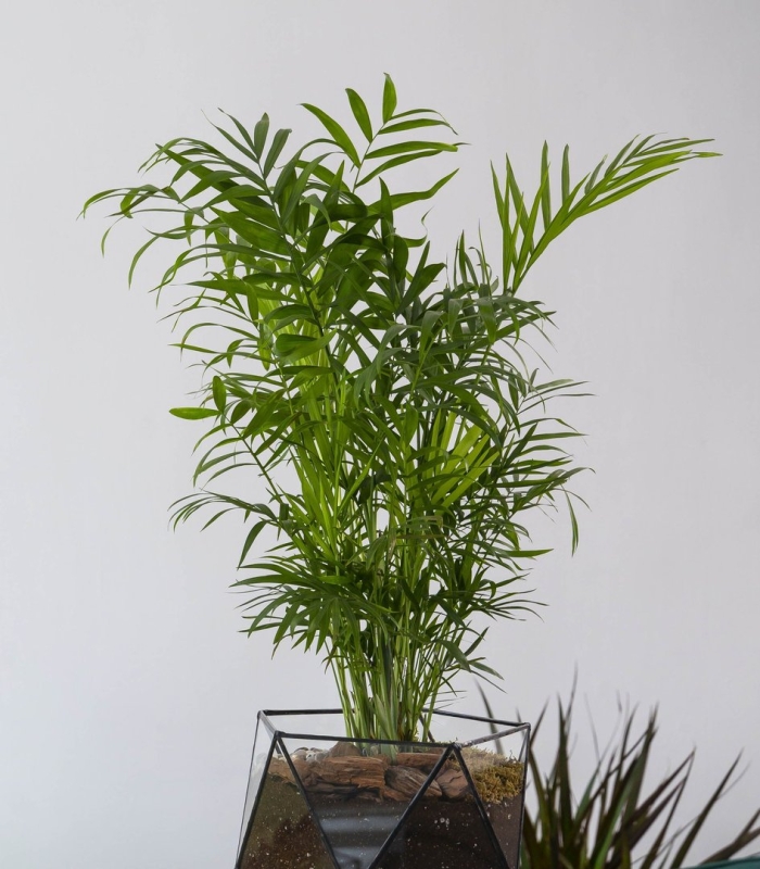 Пальма хамедорея элеганс