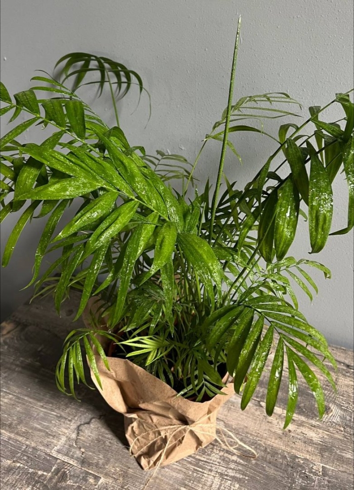 Хамедорея растение