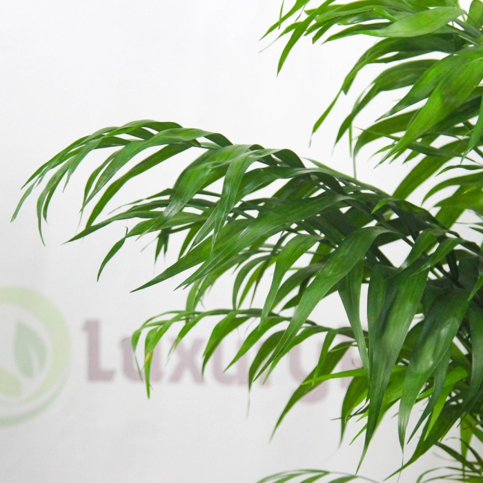 Хамедорея металлика