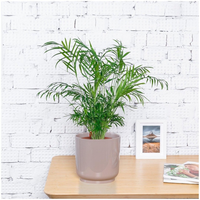 Хамедорея элеганс