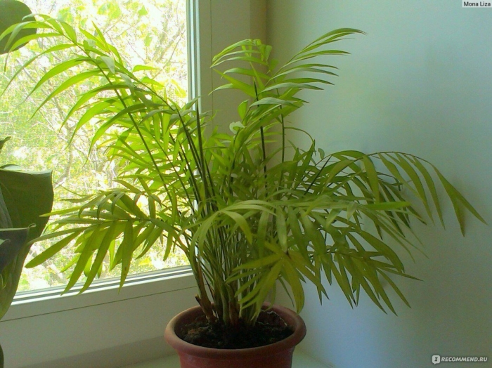 Финиковая пальма хамедорея
