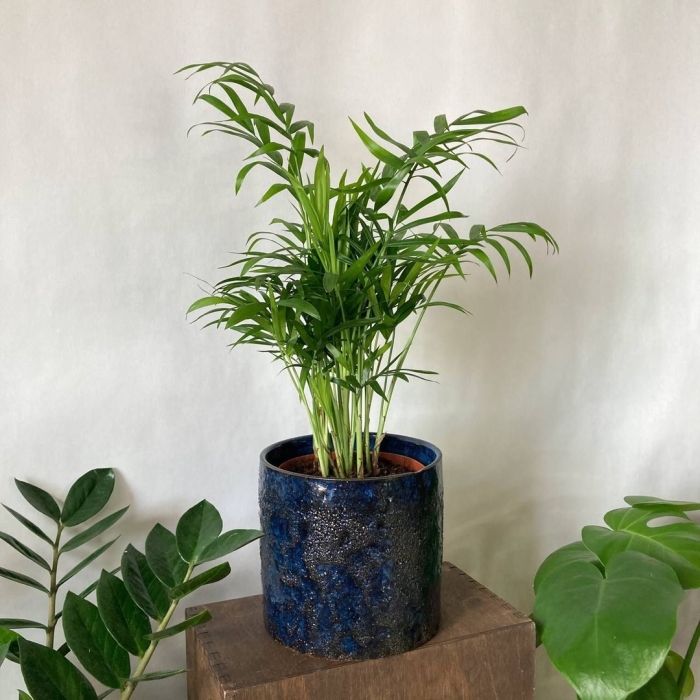 Комнатное растение хамедорея