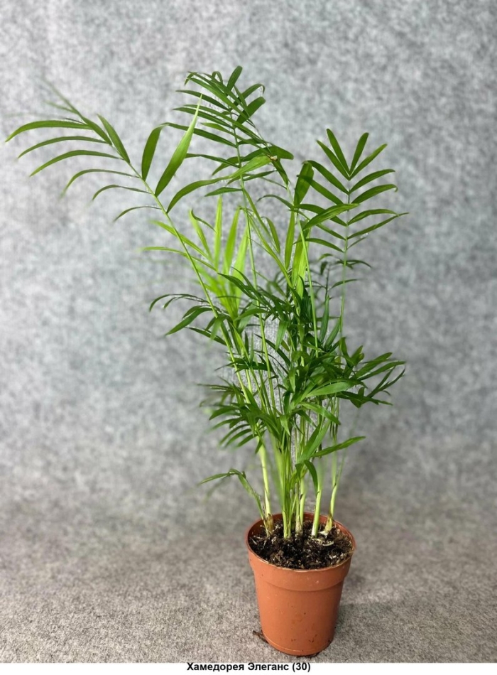Хамедорея элеганс
