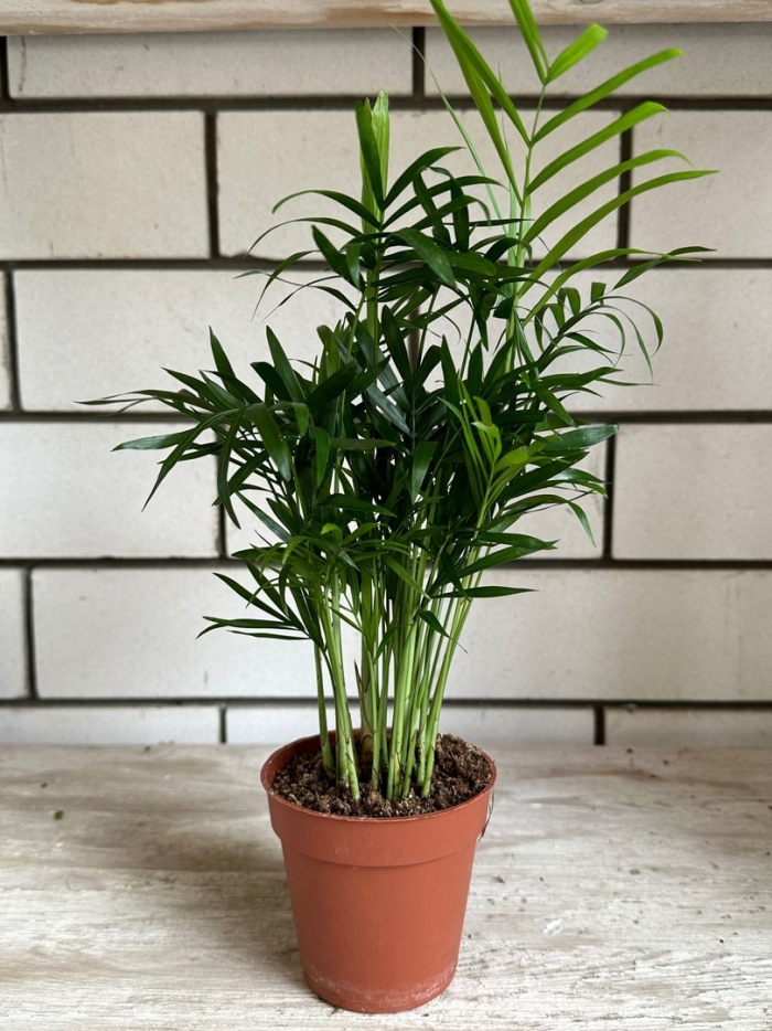 Хамедорея в интерьере