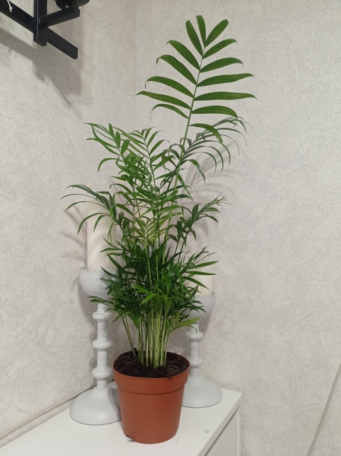 Хамедорея элеганс d12