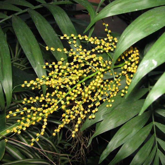 Пальма хамедорея