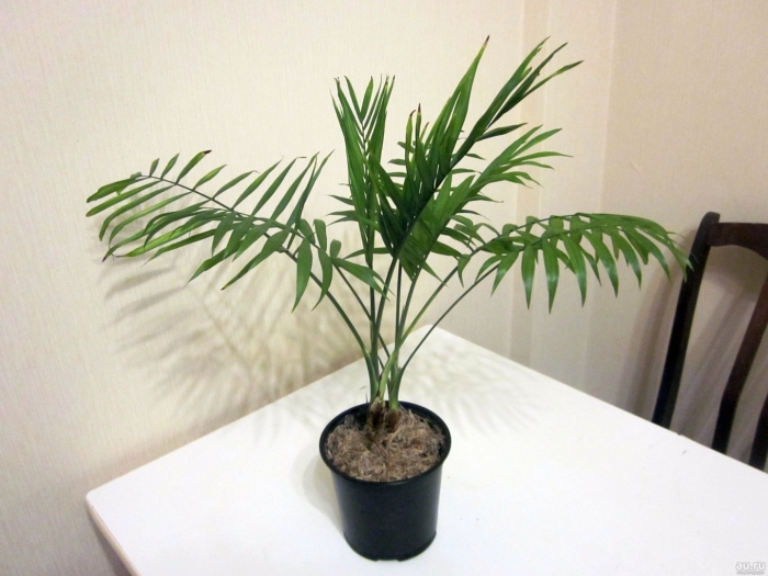 Пальма арека ховея хризалидокарпус