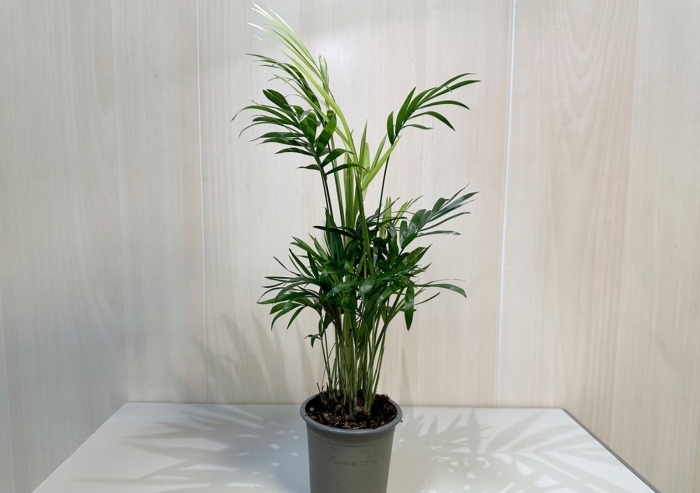 Хамедорея элеганс 9/30