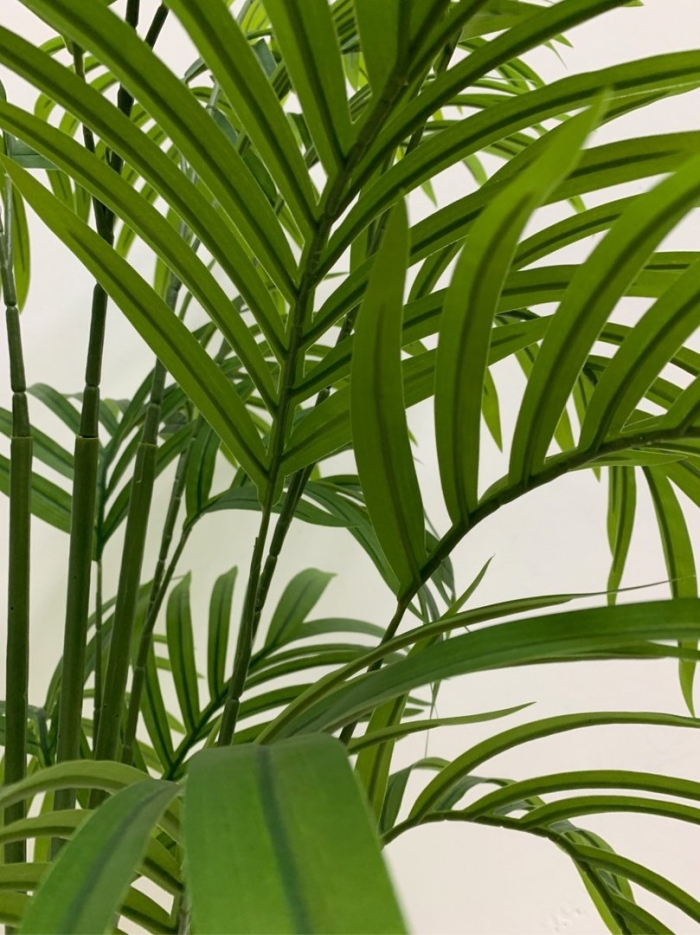 Пальма ховея