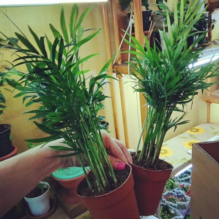 Пальма хамедорея