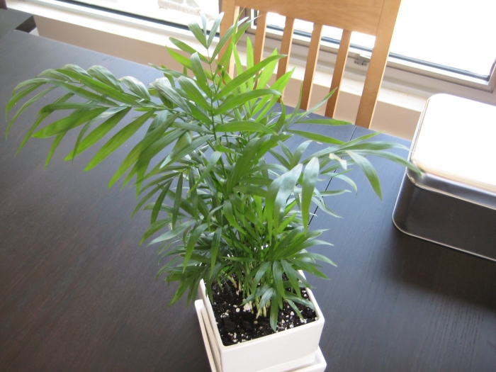 Хамедорея арека