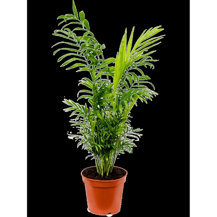 Хамедорея элеганс d17