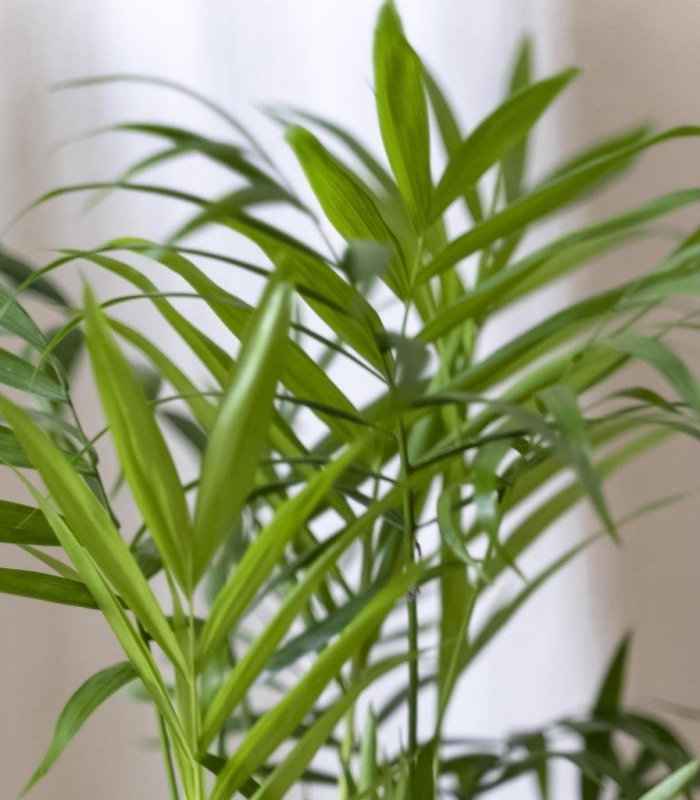 Пальма хамедорея элеганс